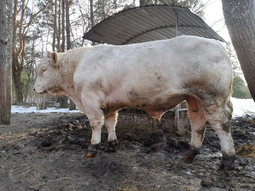 Ja kādam vēl aktuāla buļļa iegāde šī gada lecināšanas sezonai, varam piedāvāt dažus jaukus eksemplārus no Igaunijas. Piedāvājumā 2 Angus šķirnes buļļi (melni), 2 Herefordas šķirnes buļļi un 1 Šarolē šķirnes bullis (ar ragiem, bet ir atragots). Detalizētāks info zvanot: t. 29453255 vai rakstot: inga.muizniece@balticvianco.lv